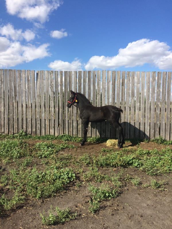 The type of fillies we raise at Charleswood Percherons.